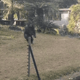 meme gorilla_throw
